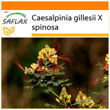 SAFLAX Garden in the bag - Ave del paraíso - 10 semillas - Caesalpinia