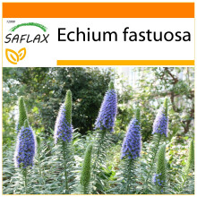 SAFLAX Garden in the bag - Tajinaste azul - 100 semillas - Echium
