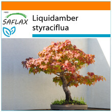 SAFLAX - Garden in the Bag - Bonsai - American Sweet Gum - 100 seeds - With substrate in a fitting stand up bag - Liquidamber styraciflua