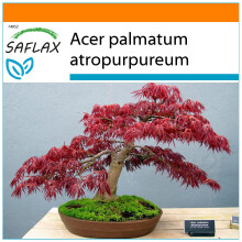 SAFLAX Garden in the bag - Fächerahorn - Acer - 20 Samen
