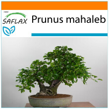 SAFLAX - Garden in the Bag - Bonsai - Mahaleb Cherry - 30 seeds - With substrate in a fitting stand up bag - Prunus mahaleb