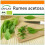 SAFLAX Garden in the bag - Sauerampfer - Rumex - 400 Samen 1