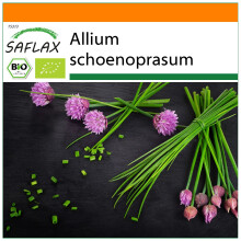 SAFLAX Garden in the bag - Ecológico - Cebollino - 250 semillas - Allium