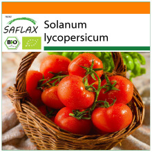 SAFLAX Garden in the bag - BIO - Pomodoro - Rosa di Berna - 10 semi - Solanum