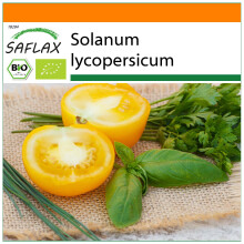 SAFLAX Garden in the bag - BIO - Pomodoro - Golden Queen - 15 semi - Solanum