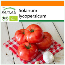 SAFLAX Garden in the bag - BIO - Pomodoro - Saint Pierre - 15 semi - Solanum