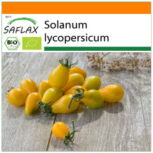 SAFLAX Garden in the bag - BIO - Pomodoro - Yellow Submarine - 10 semi - Solanum