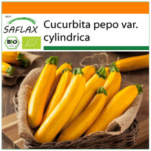 SAFLAX Garden in the bag - BIO - Zucchina - Gold Rush - 5 semi - Cucurbita