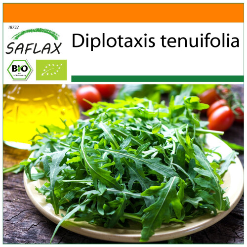 SAFLAX Garden in the bag - BIO - Rucola selvatica - 1500 semi - Diplotaxis