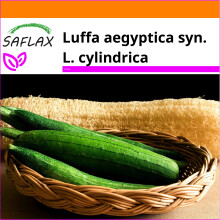 SAFLAX Garden in the bag - Cetriolo spugna di Luffa - 10 semi - Luffa