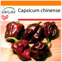 SAFLAX Garden in the bag - Peperoncino Habanero Chocolate - 10 semi - Capsicum
