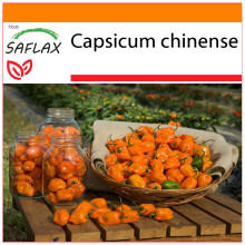 SAFLAX Garden in the bag - Peperoncino Habanero giallo - 10 semi - Capsicum
