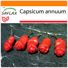 SAFLAX Garden in the bag - Pimientas de chile Peter en forma de pene - 10 semillas - Capsicum