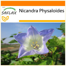 SAFLAX Garden in the bag - Nicandra - 100 semi - Nicandra