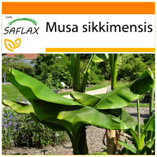 SAFLAX Garden in the bag - Darjeeling - Banane - Musa - 5 Samen