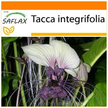 SAFLAX - Garden in the Bag - White Bat Flower - 10 seeds - With substrate in a fitting stand up bag - Tacca integrifolia
