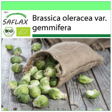 SAFLAX Garden to go - BIO - Cavoletti di Bruxelles - Groninger - 30 semi - Brassica