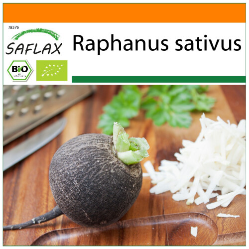 SAFLAX Garden in the bag - Rettich - Schwarzer - Raphanus - 100 Samen