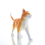 Animal Organ Anatomy Model 4D Cat Intelligence Assembling Toy Teaching DIY Appliances 2