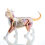 Animal Organ Anatomy Model 4D Cat Intelligence Assembling Toy Teaching DIY Appliances 5