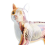 Animal Organ Anatomy Model 4D Cat Intelligence Assembling Toy Teaching DIY Appliances 6