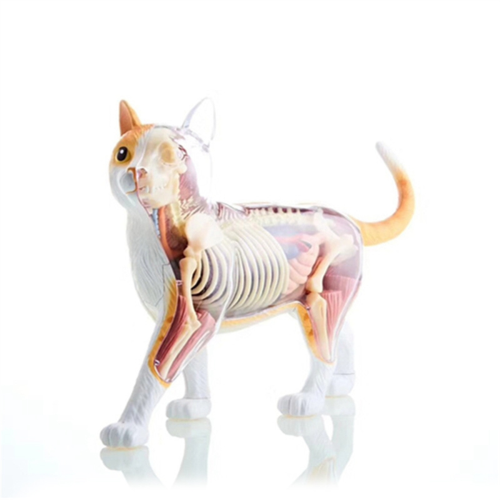 Animal Organ Anatomy Model 4D Cat Intelligence Assembling Toy Teaching DIY Appliances
