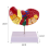 Liver Model for Common Pathologies, Human Anatomy Doctor Office 2