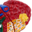 Liver Model for Common Pathologies, Human Anatomy Doctor Office 6