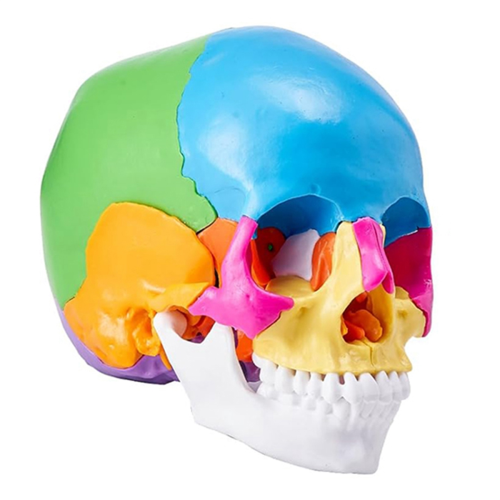 Human Skull Model, Life-Size Painted Anatomy PVC Anatomical A 1