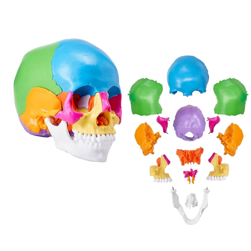 Human Skull Model, Life-Size Painted Anatomy PVC Anatomical A 2