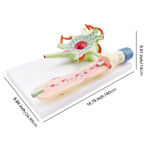 Neuronal Model Neuron Anatomy for Teaching Science Education Biomedical Instrument 3309 Cell 1