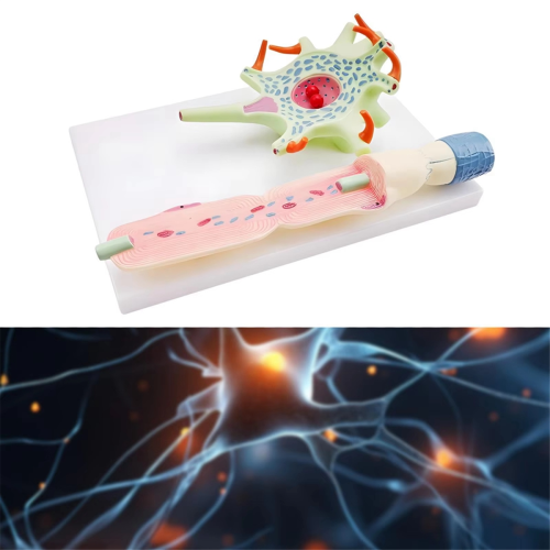 Neuronal Model Neuron Anatomy for Teaching Science Education Biomedical Instrument 3309 Cell 2