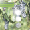 Upgraded Mirror Reflective Bird Repellent Scare Discs Set Highly Double-Sided Reflectors 5