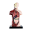 Human Body Model with 7 Removable Organ Models,Educational Anatomy for Biological Science Learning 1
