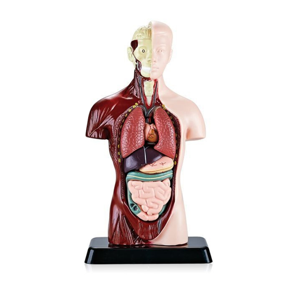 Jehiatek Human Body Model With 7 Removable Organ Models,Educational Anatomy For Biological Science Learning