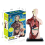 Human Body Model with 7 Removable Organ Models,Educational Anatomy for Biological Science Learning 2