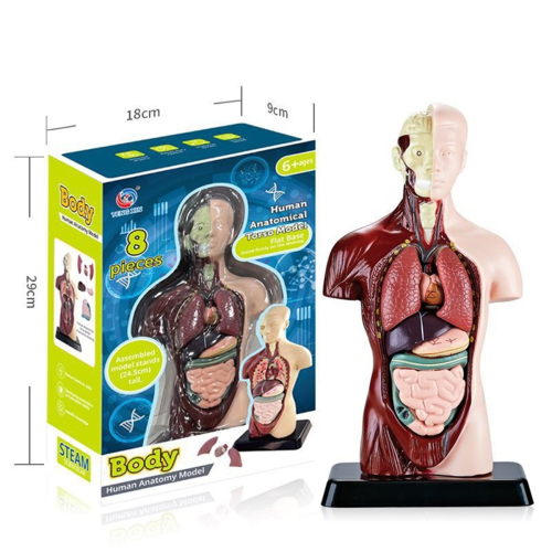 Human Body Model with 7 Removable Organ Models,Educational Anatomy for Biological Science Learning 1