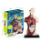 Human Body Model with 7 Removable Organ Models,Educational Anatomy for Biological Science Learning 8