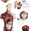 Human Body Model with 7 Removable Organ Models,Educational Anatomy for Biological Science Learning 7