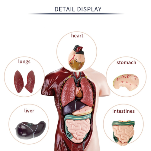 Human Body Model with 7 Removable Organ Models,Educational Anatomy for Biological Science Learning 2