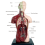 Human Body Model with 7 Removable Organ Models,Educational Anatomy for Biological Science Learning 6