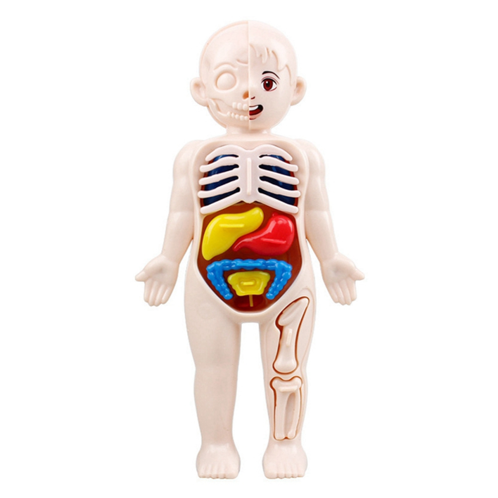 Saudism Children Science Education Human Body Organ Anatomy Model Diy Assembled Toys Teaching Tools