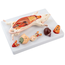 Rat Anatomy Model White Mouse Internal Organ Structure Biology Teaching Experimental Animal Anatomical Husbandry