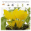 20pcs sticky traps, Sticky fruit fly and planting mosquito bug 4