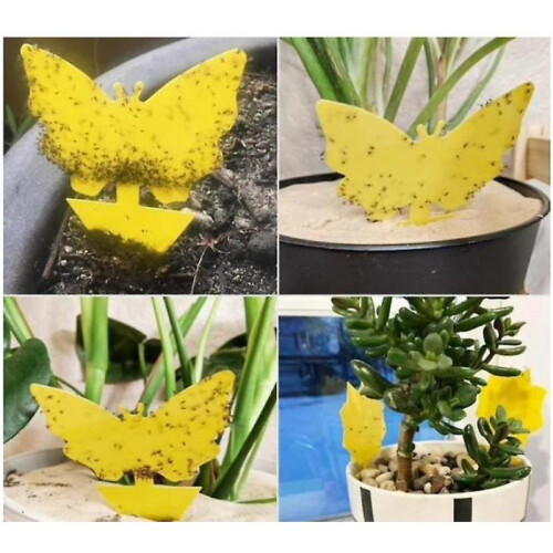 20pcs sticky traps, Sticky fruit fly and planting mosquito bug 2