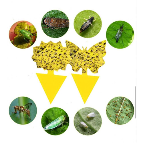 20pcs sticky traps, Sticky fruit fly and planting mosquito bug 1