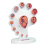 4D Human Embryo Development Anatomical Model Fetal Growth Organ Teaching Alpinia Assembled Toys 1