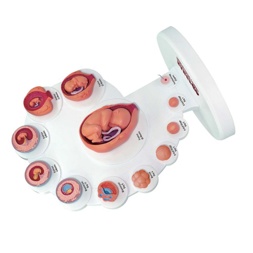 4D Human Embryo Development Anatomical Model Fetal Growth Organ Teaching Alpinia Assembled Toys 2