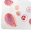 4D Human Embryo Development Anatomical Model Fetal Growth Organ Teaching Alpinia Assembled Toys 7