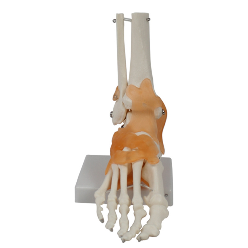 Saudism Foot Joint Model With Ligaments, Human Anatomy Model, Life Size, Medical-Teaching Equipment